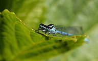 Azure Bluet (Male, Coenagrion puella)